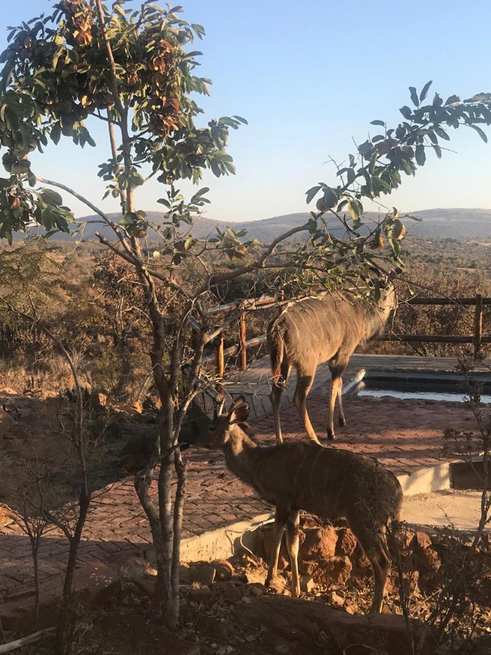 בלה-בלה Lodge Twentyfour Mabalingwe Nature Reserve מראה חיצוני תמונה
